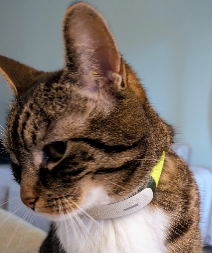 Kippy CAT 2 - GeekTest.fr